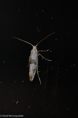 Argyresthia oreasella