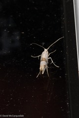 Argyresthia oreasella