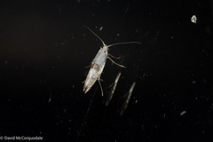 Argyresthia oreasella