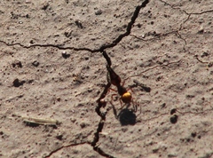 Dasymutilla dilucida