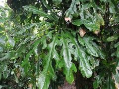 Anthurium clavigerum