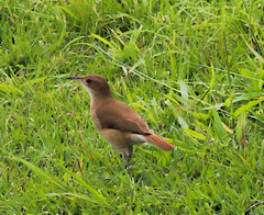 Furnarius rufus