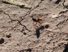 Dasymutilla dilucida