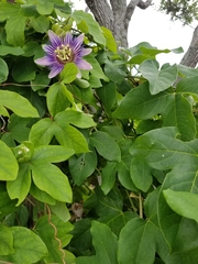 Passiflora alata × caerulea