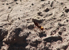 Dasymutilla dilucida
