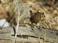 Troglodytes pacificus