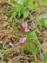 Agalinis neoscotica