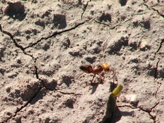 Dasymutilla dilucida