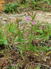 Agalinis neoscotica