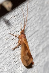 Platycentropus radiatus