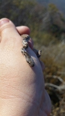 Hypsiglena ochrorhynchus