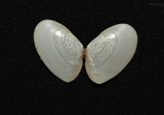 Ameritella agilis