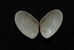 Ameritella agilis