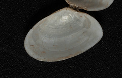Ameritella agilis