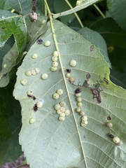 Caryomyia glauciglobus