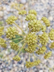 Cnidium cnidiifolium