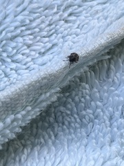 Cosmopepla lintneriana