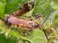 Xanthocampsomeris limosa