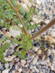 Cnidium cnidiifolium