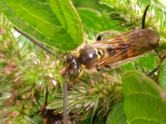 Xanthocampsomeris limosa