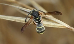 Stenodynerus propinquus