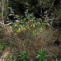 Solanum silvestre