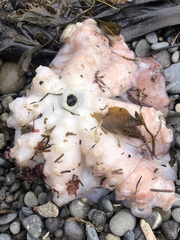 Enteroctopus dofleini