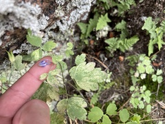 Aquilegia saximontana