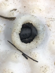 Enteroctopus dofleini