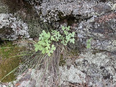 Aquilegia saximontana