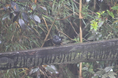 Diglossa lafresnayii