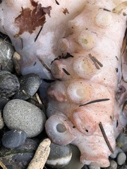 Enteroctopus dofleini