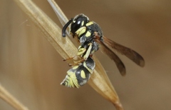 Stenodynerus propinquus