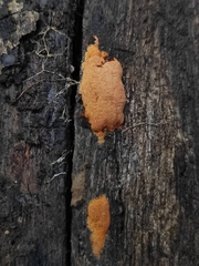 Hypoxylon haematostroma