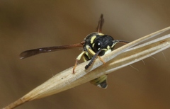 Stenodynerus propinquus