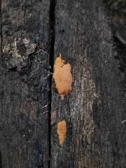 Hypoxylon haematostroma