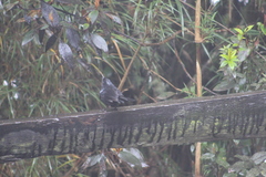 Diglossa lafresnayii