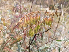 Astragalus trichopodus antisellii