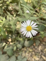 Symphyotrichum greatae