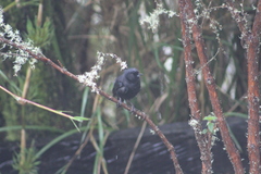 Diglossa lafresnayii