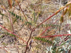 Astragalus trichopodus antisellii