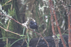 Diglossa lafresnayii