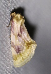Chamaeclea basiochrea