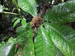 Ardisia pellucida