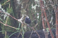 Diglossa lafresnayii