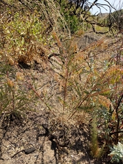 Astragalus trichopodus antisellii