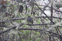 Silvicultrix frontalis