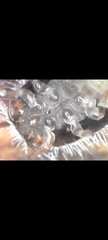 Coccoidea