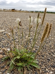 Plantago eriopoda