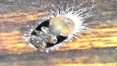 Coccoidea